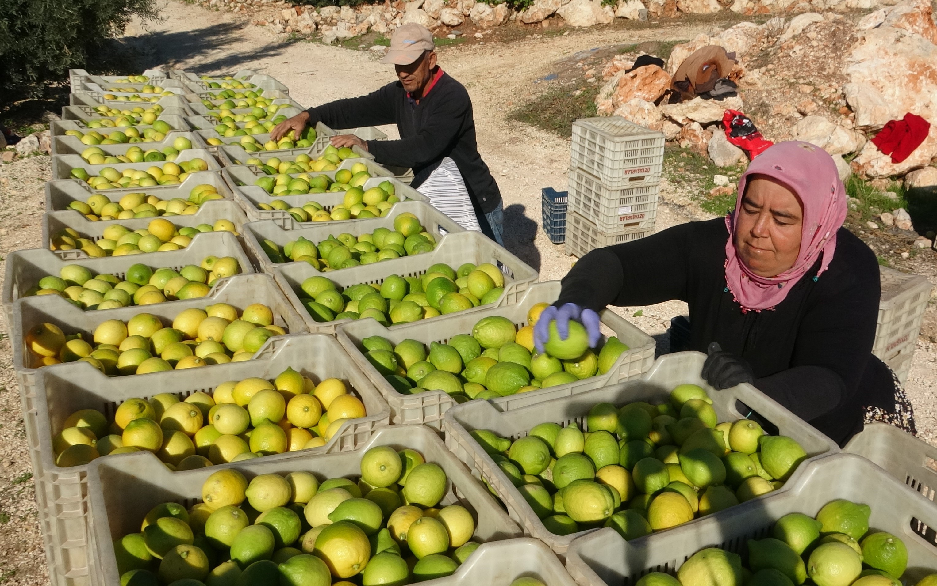 Tescilli Lamas limonunda hasat 5 TL ile başladı