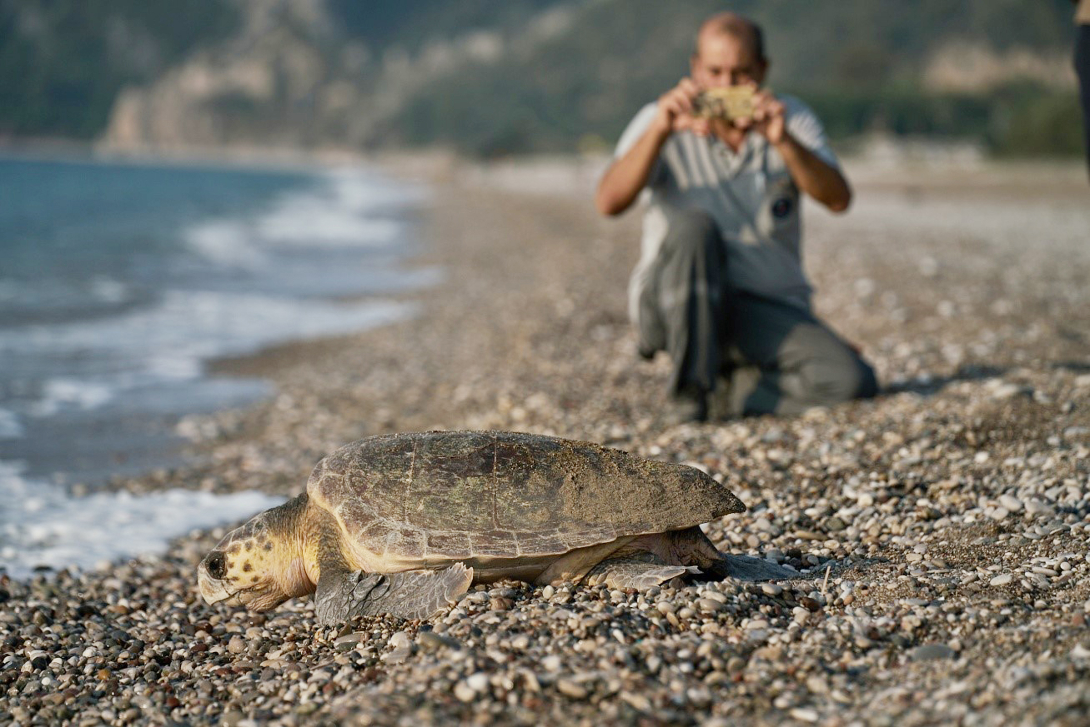 Çeyrek asırlık caretta mücadelesinde yavru sayısı 1,5 milyona ulaştı