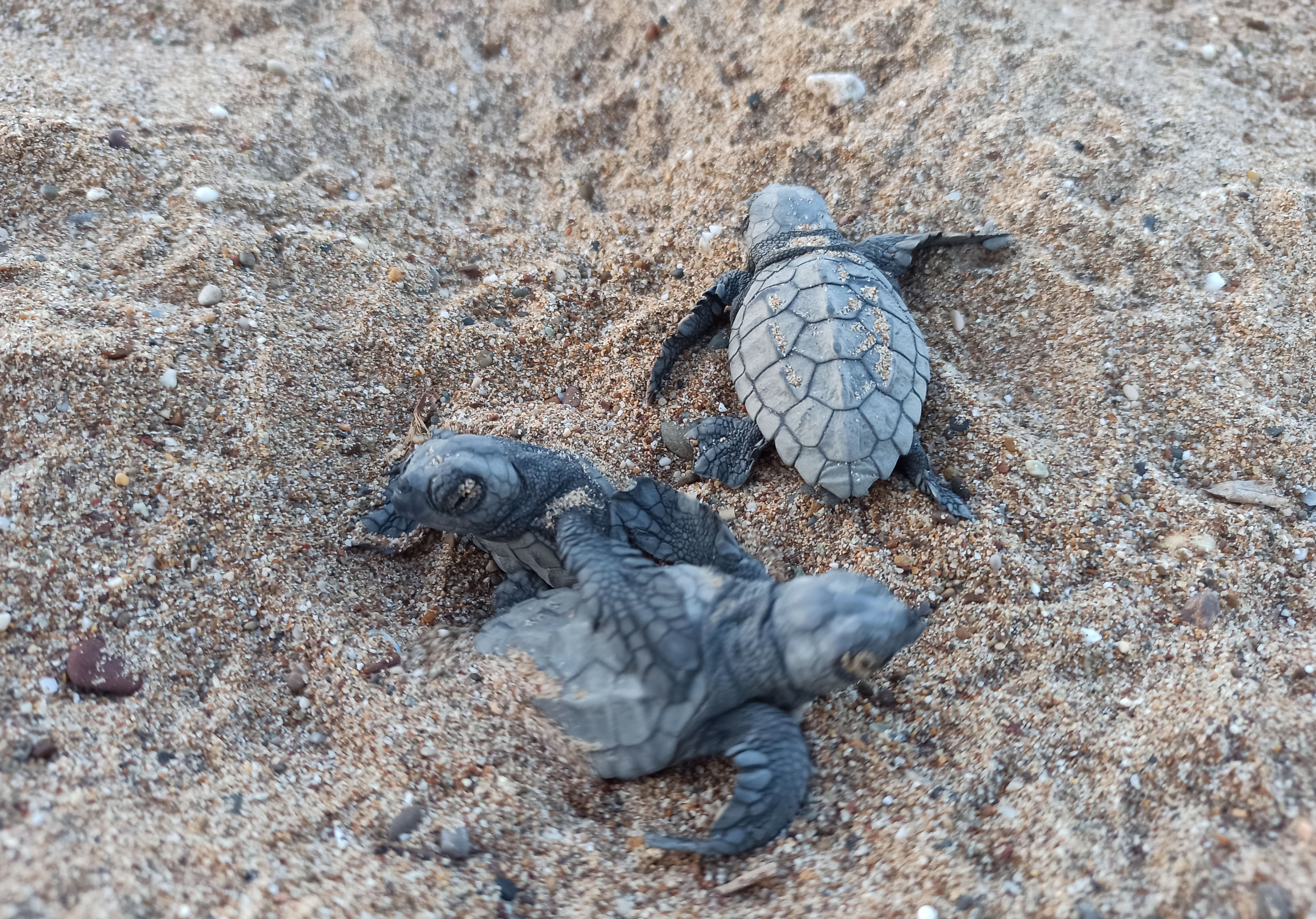 Çeyrek asırlık caretta mücadelesinde yavru sayısı 1,5 milyona ulaştı