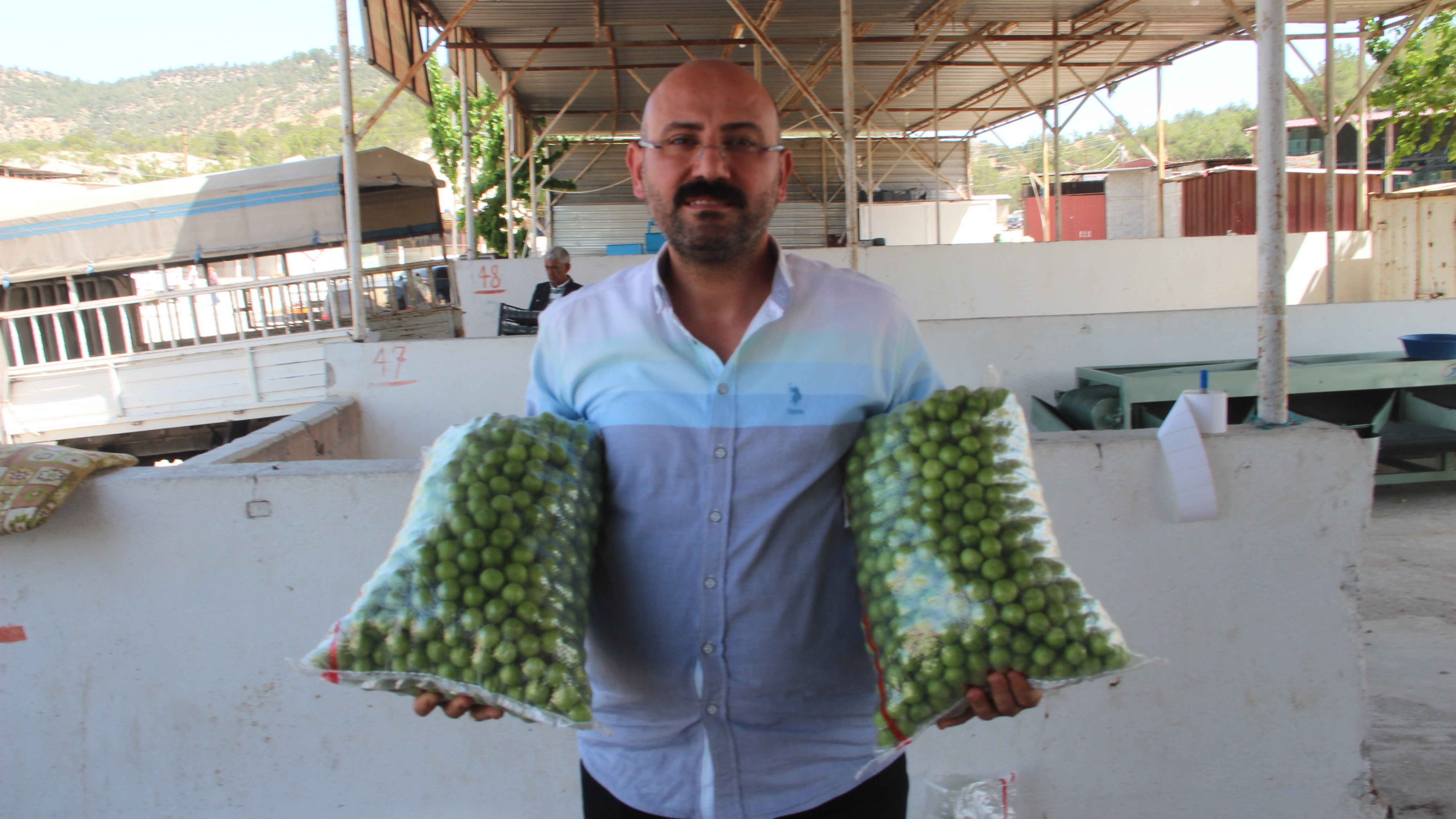 Erik hasadı başladı... Kilosu ne kadar? En çok nerede yetişiyor!