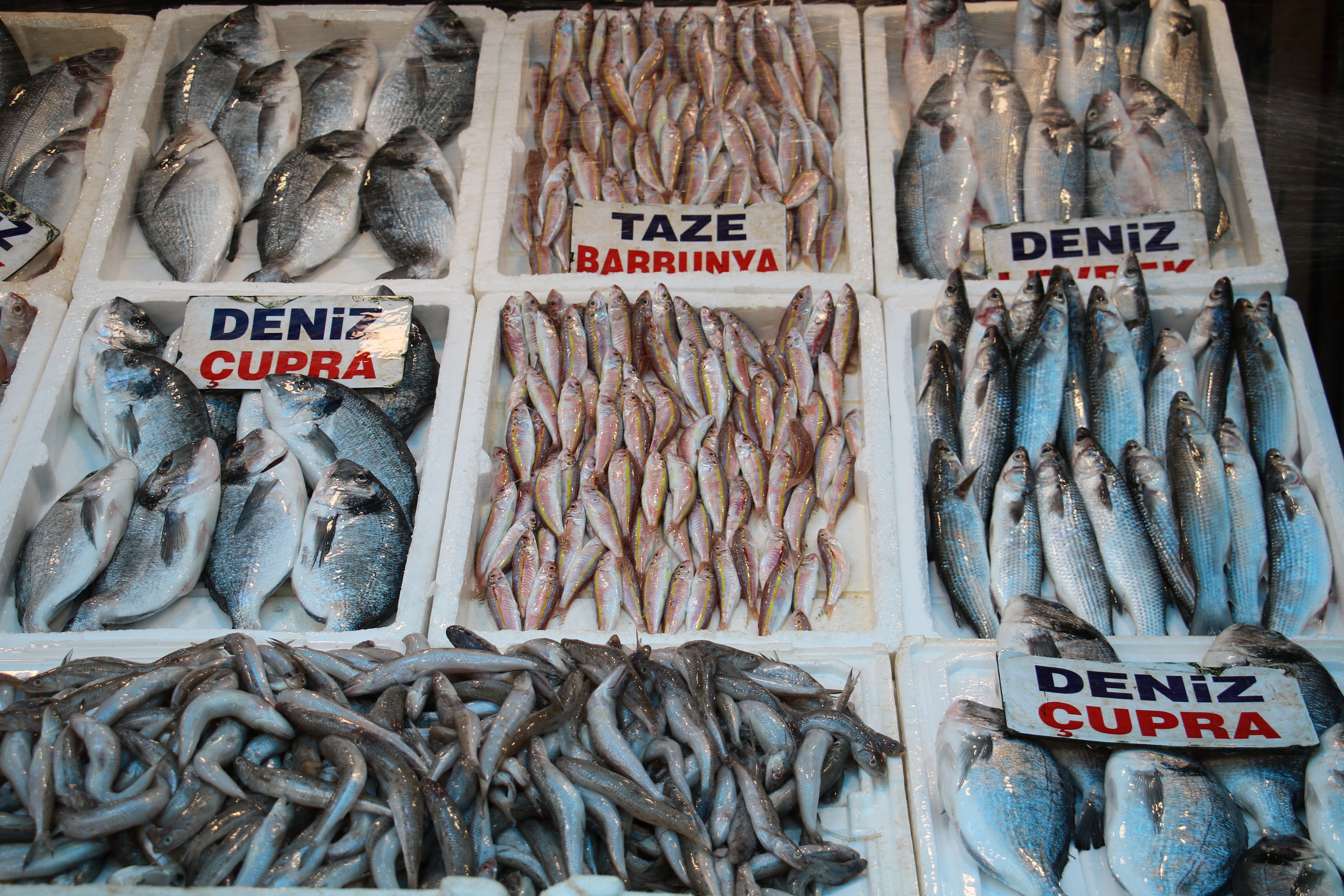 Balık fiyatları ne kadar? Balık denizde bol mu? Av yasağı ne zaman başlıyor!