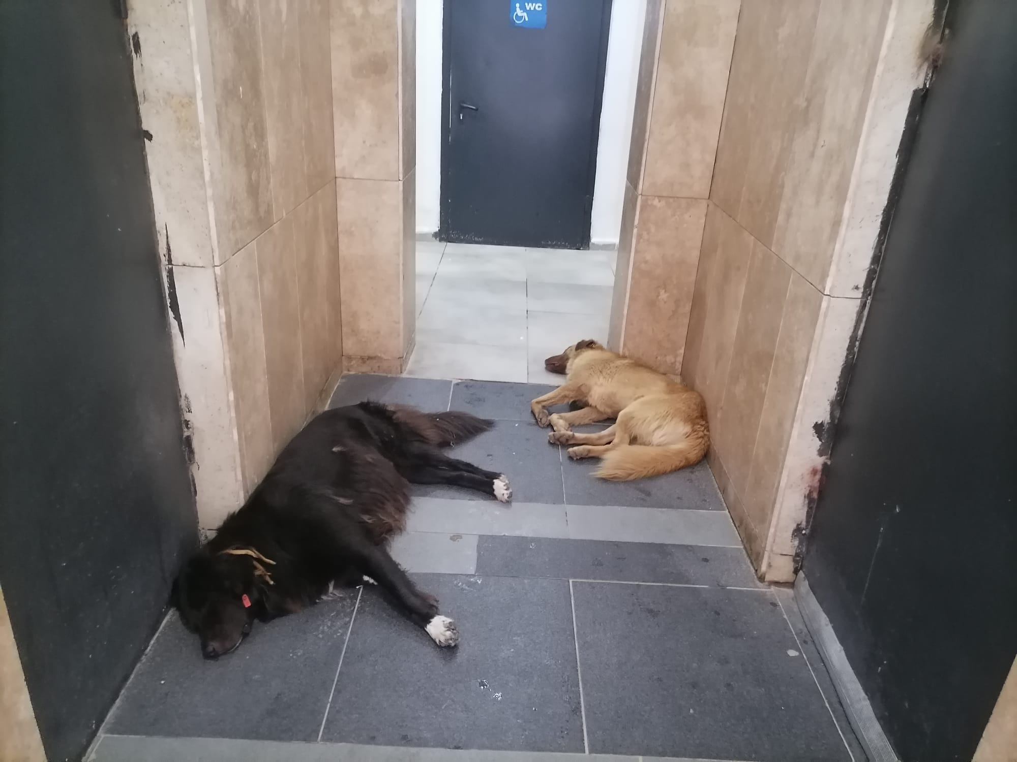 Aşırı Sıcaklar Sokak Hayvanlarını Da Etkiliyor