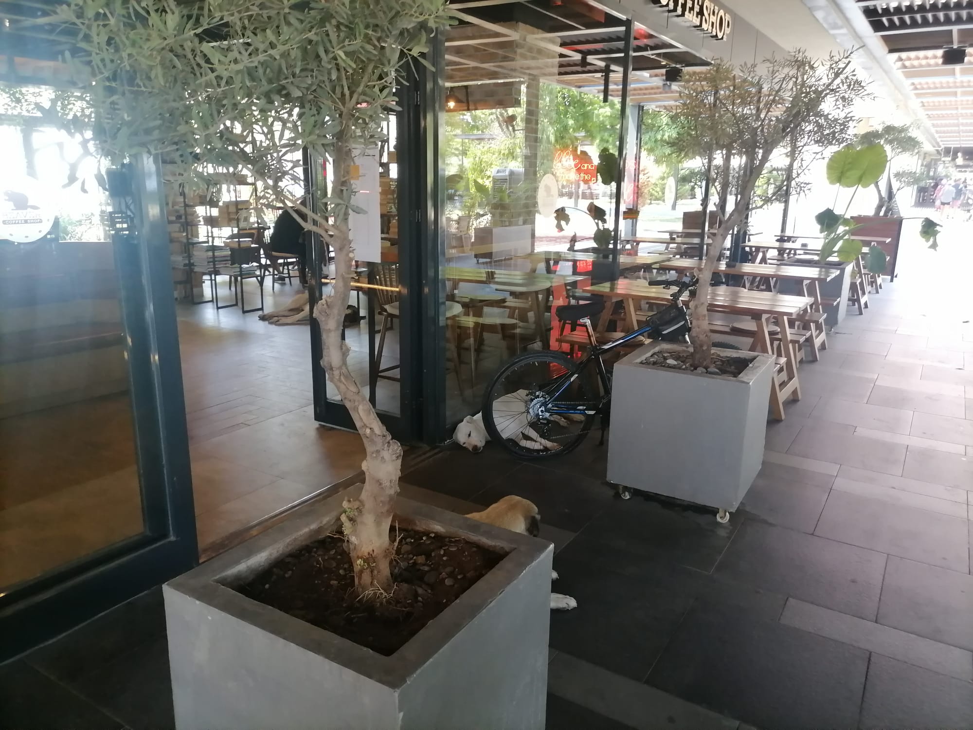 Aşırı Sıcaklar Sokak Hayvanlarını Da Etkiliyor