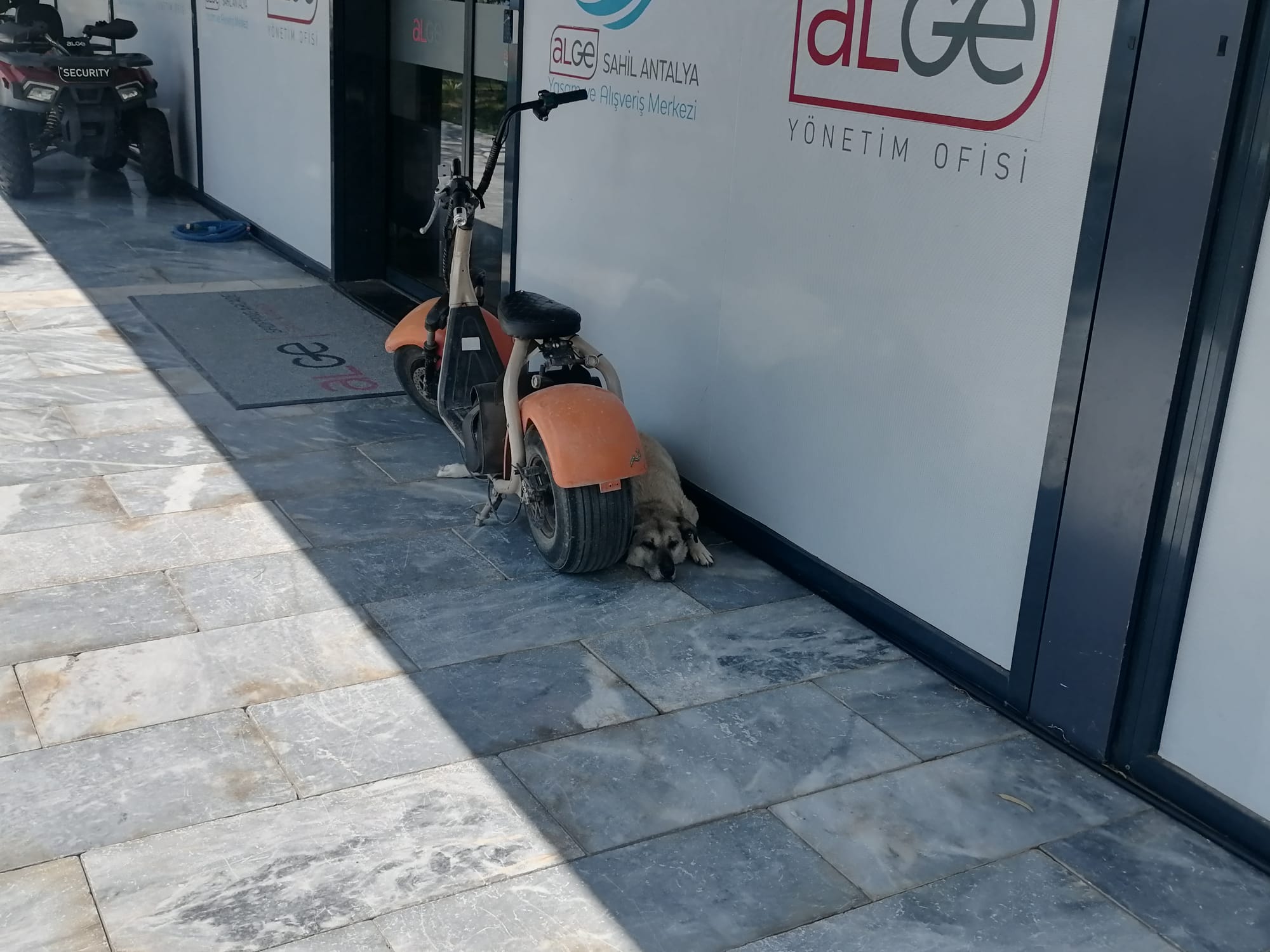 Aşırı Sıcaklar Sokak Hayvanlarını Da Etkiliyor