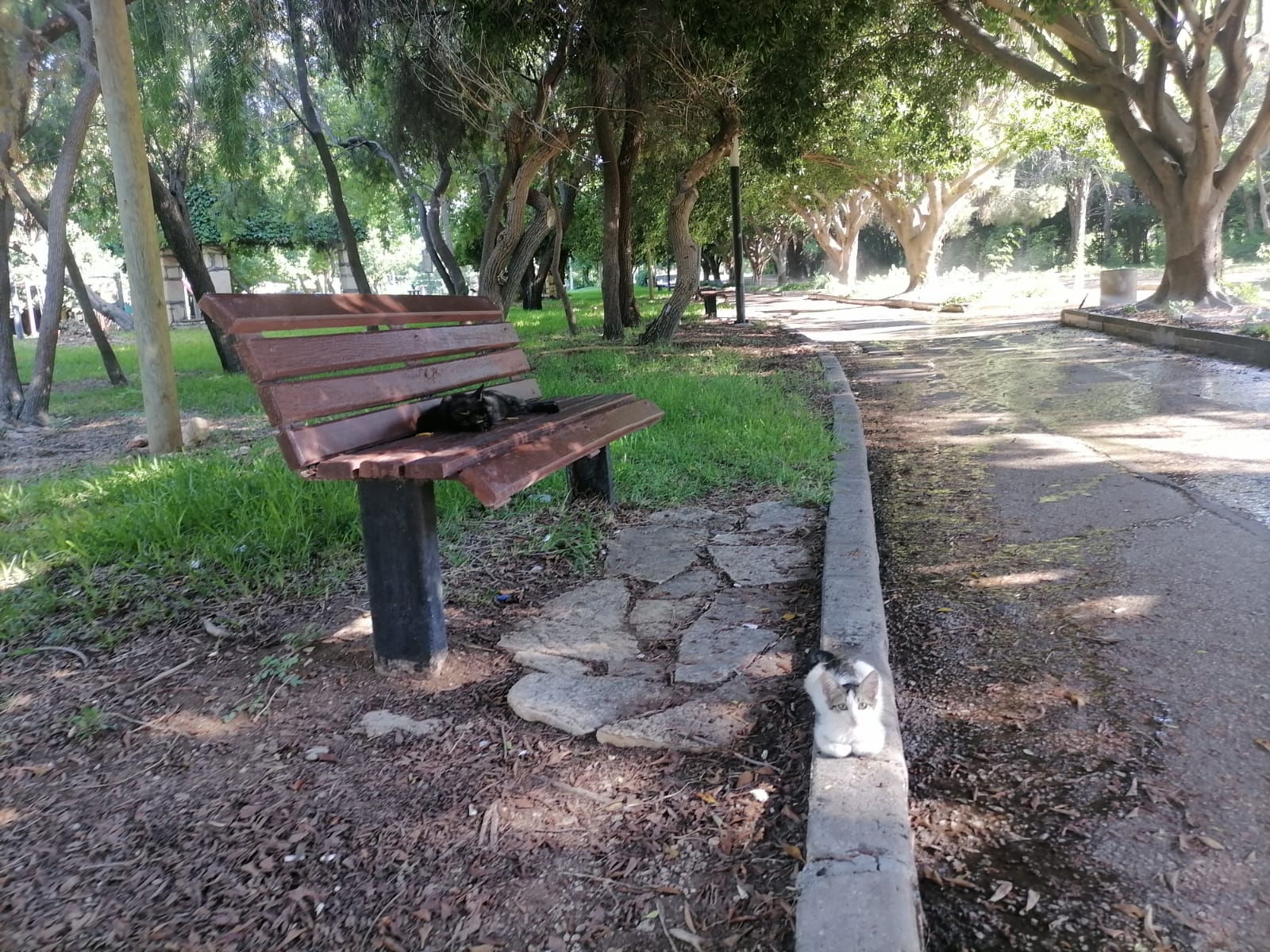 Antalya’nın O Parkı Kedi Cenneti