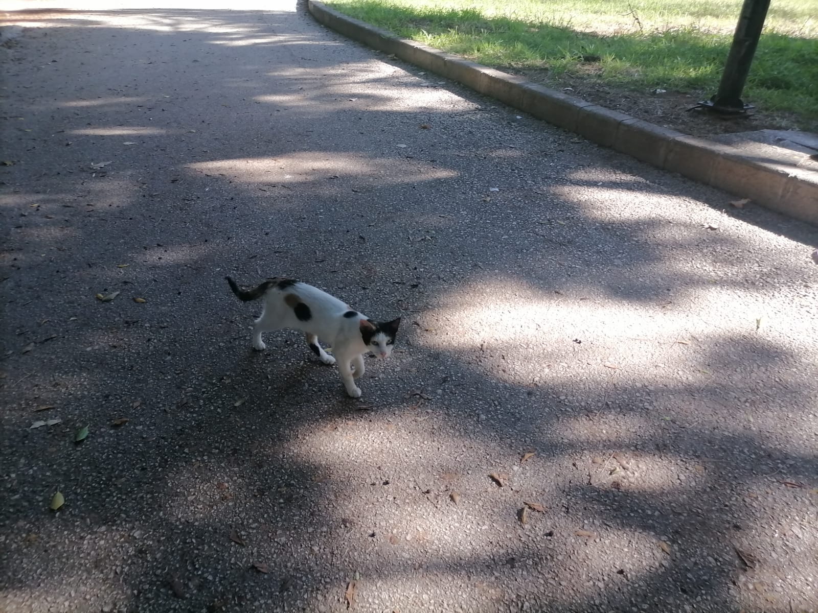 Antalya’nın O Parkı Kedi Cenneti