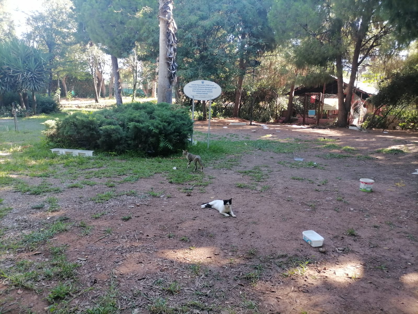 Antalya’nın O Parkı Kedi Cenneti
