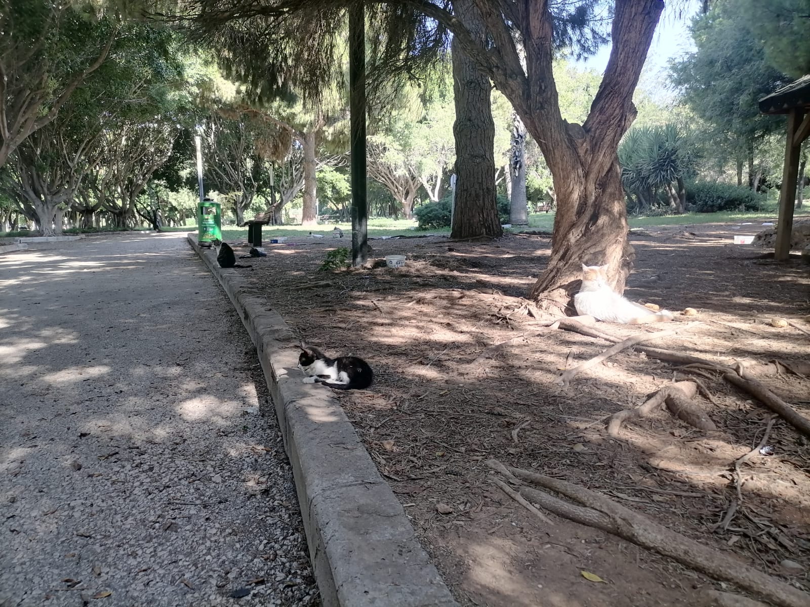 Antalya’nın O Parkı Kedi Cenneti