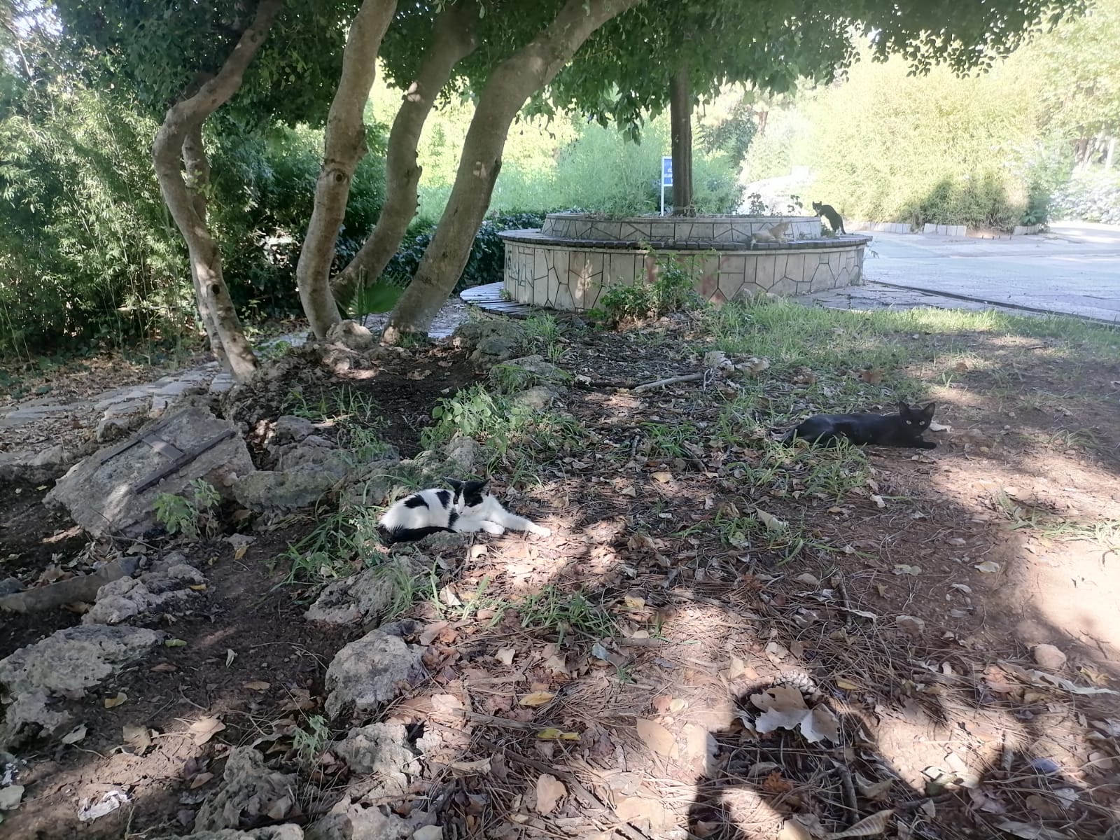 Antalya’nın O Parkı Kedi Cenneti