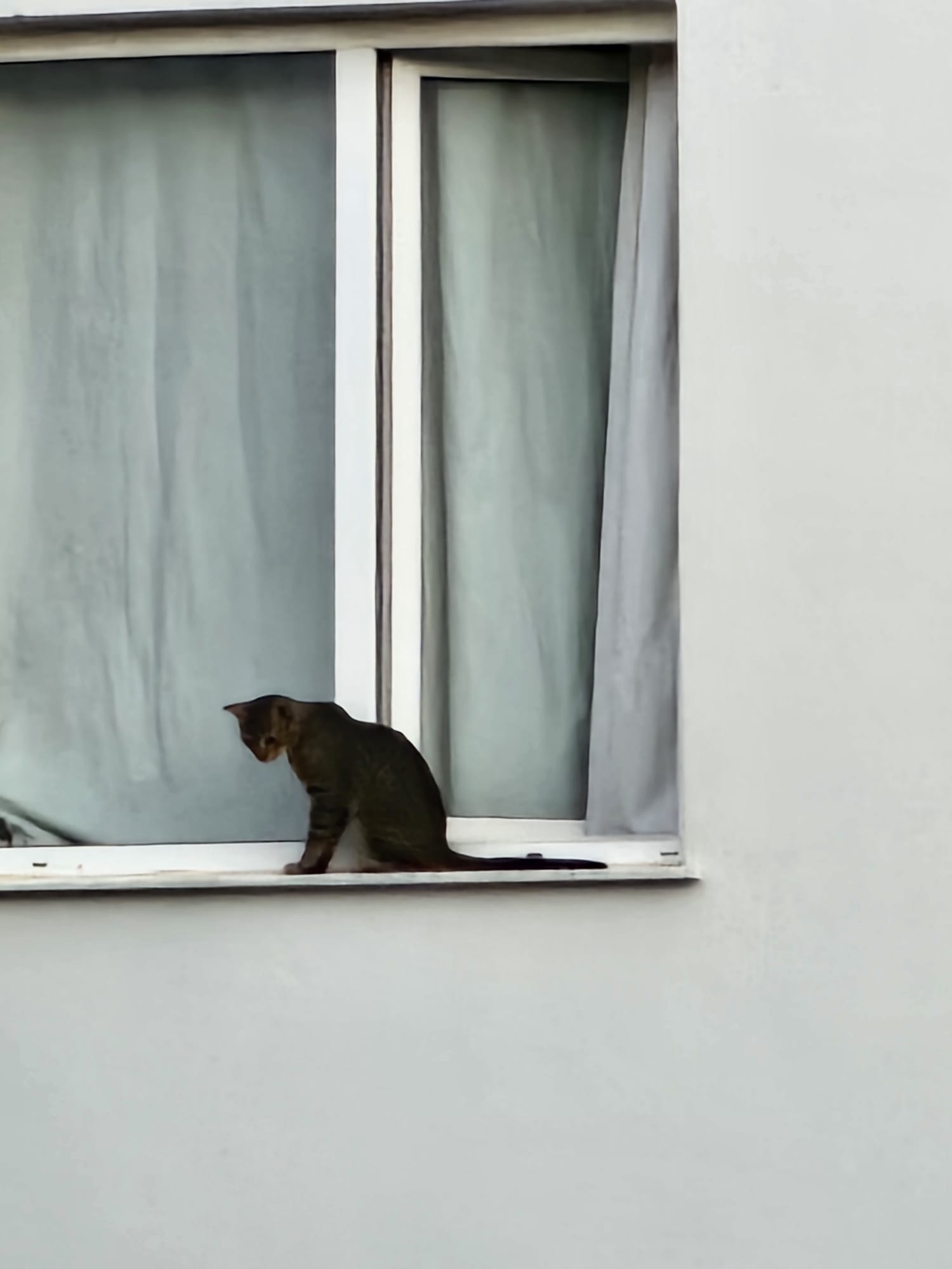 Mahalleli kedi derdine düştü