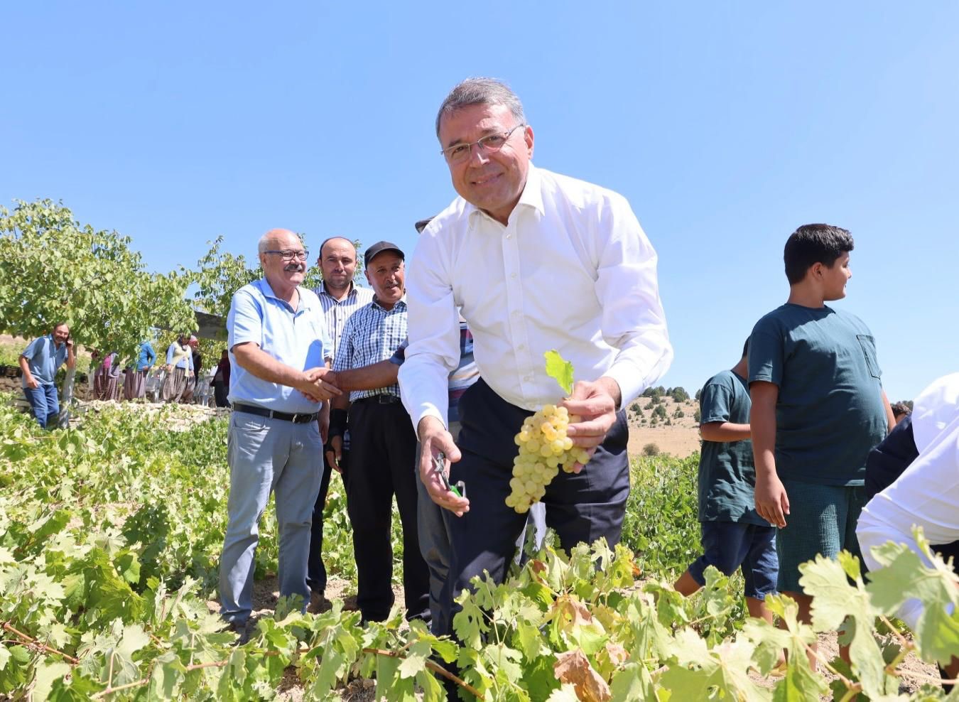 Sofralık üzüm hasadı başladı