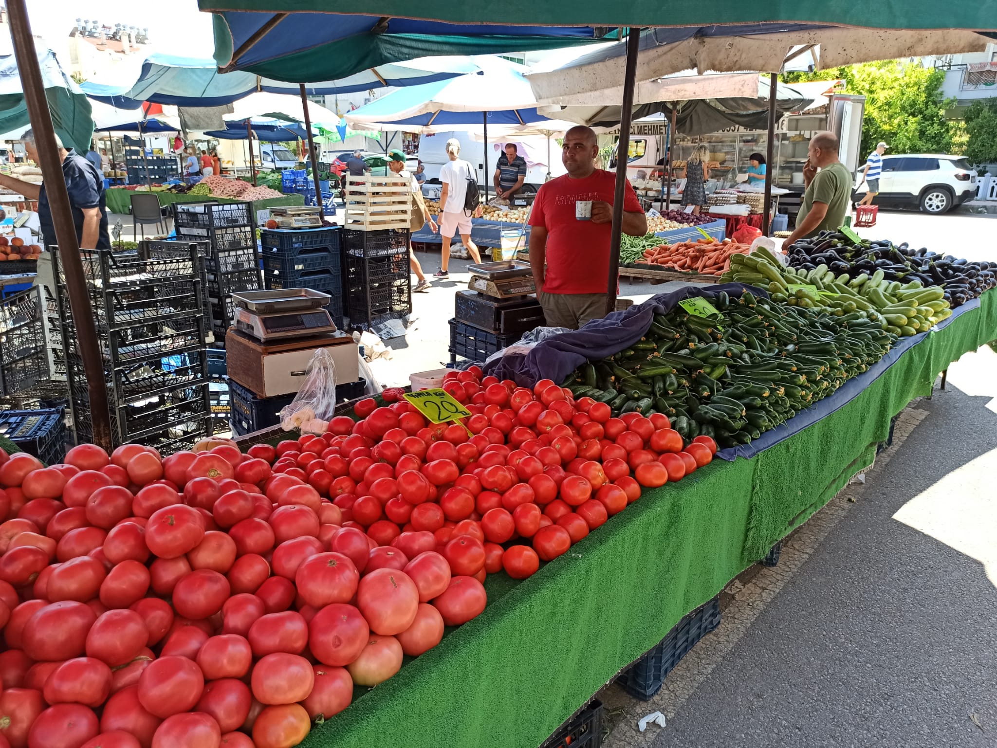 Antalya'da Domates Üretimi Azaldı, Fiyatlar Yükseliyor