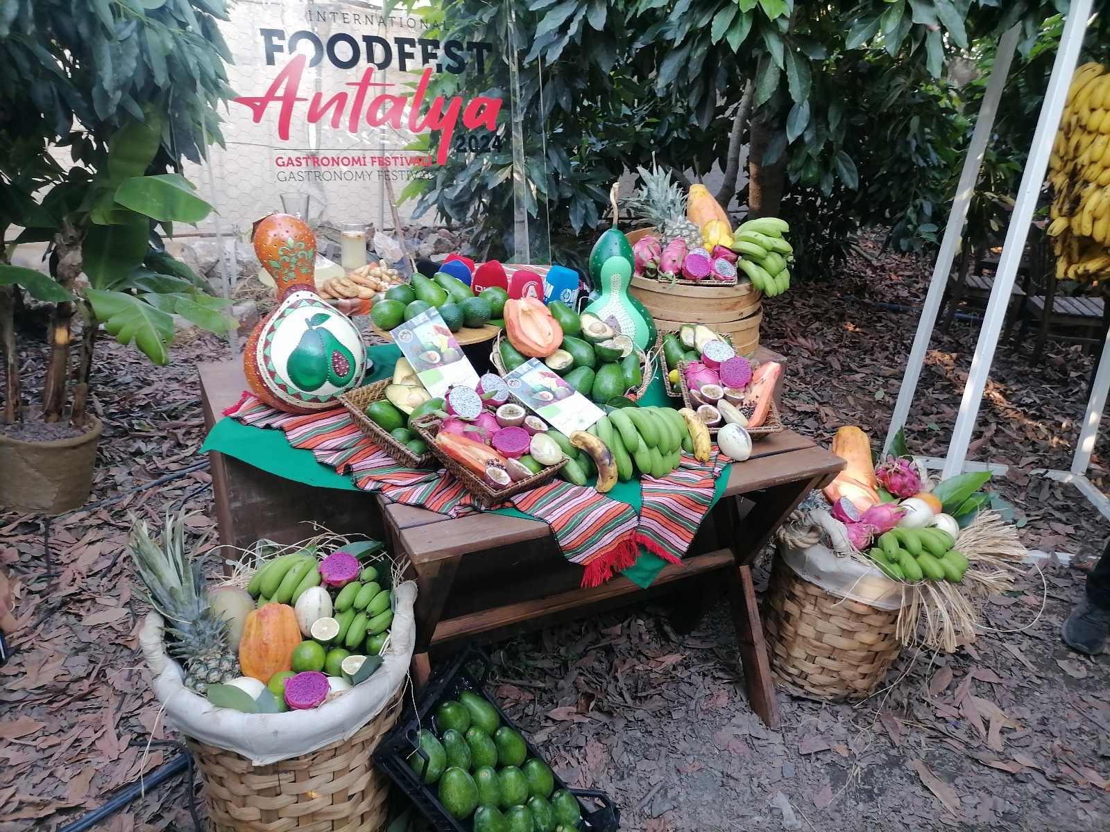Foodfest Kapsamında İlk Avokado ve Mango Hasadı Gerçekleşti