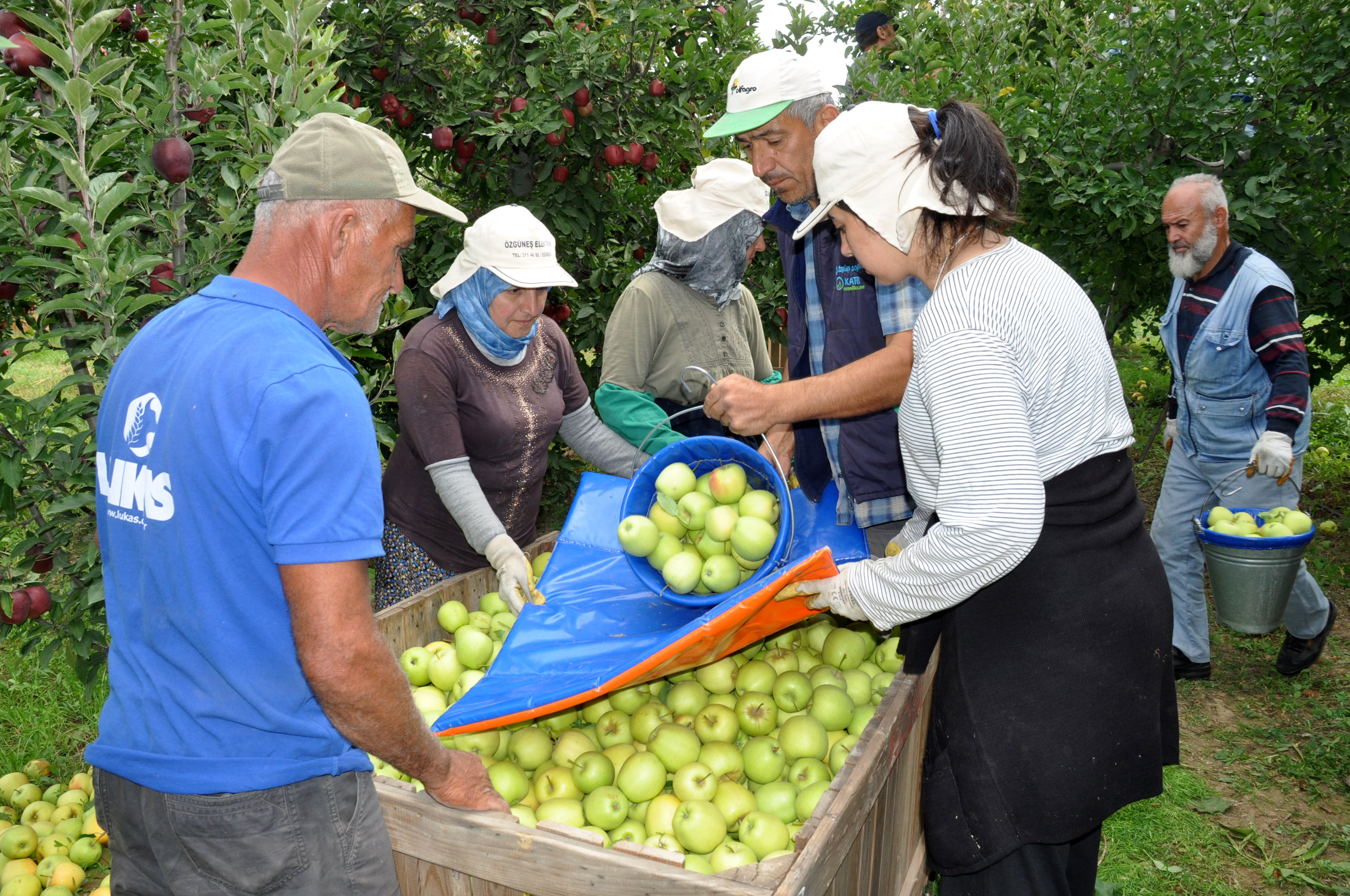 Elmada 'kalıntı' uyarısı; geçen yıl 47 üreticiye ceza uygulandı
