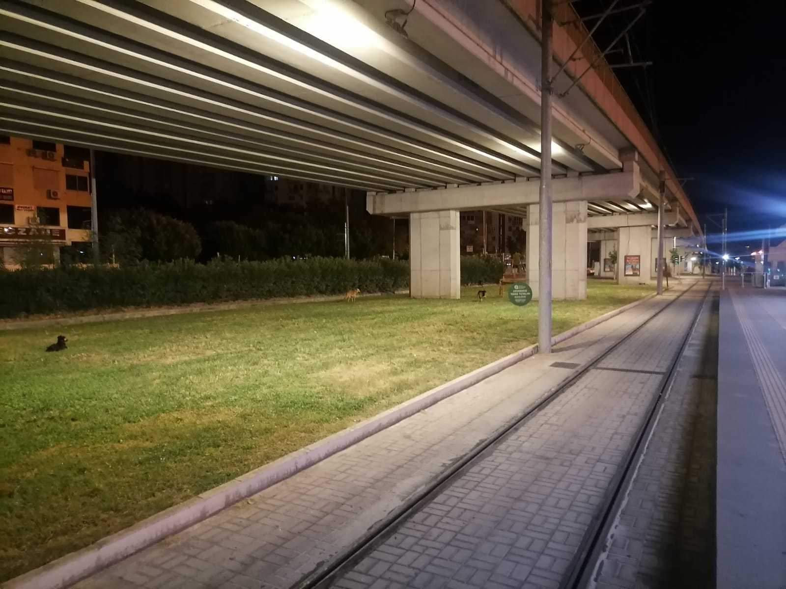 Üniversite Etrafında Kümeleşen Sokak Hayvanları Gençleri İkiye Böldü