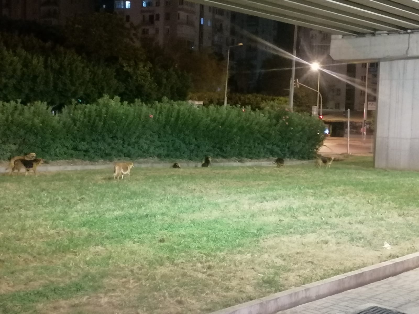 Üniversite Etrafında Kümeleşen Sokak Hayvanları Gençleri İkiye Böldü
