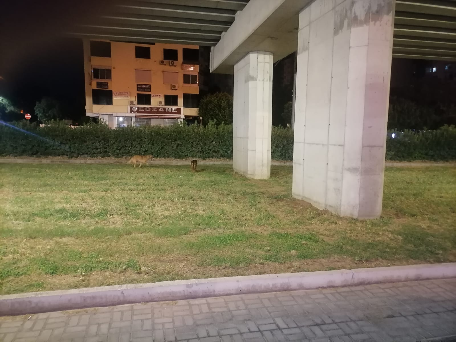 Üniversite Etrafında Kümeleşen Sokak Hayvanları Gençleri İkiye Böldü