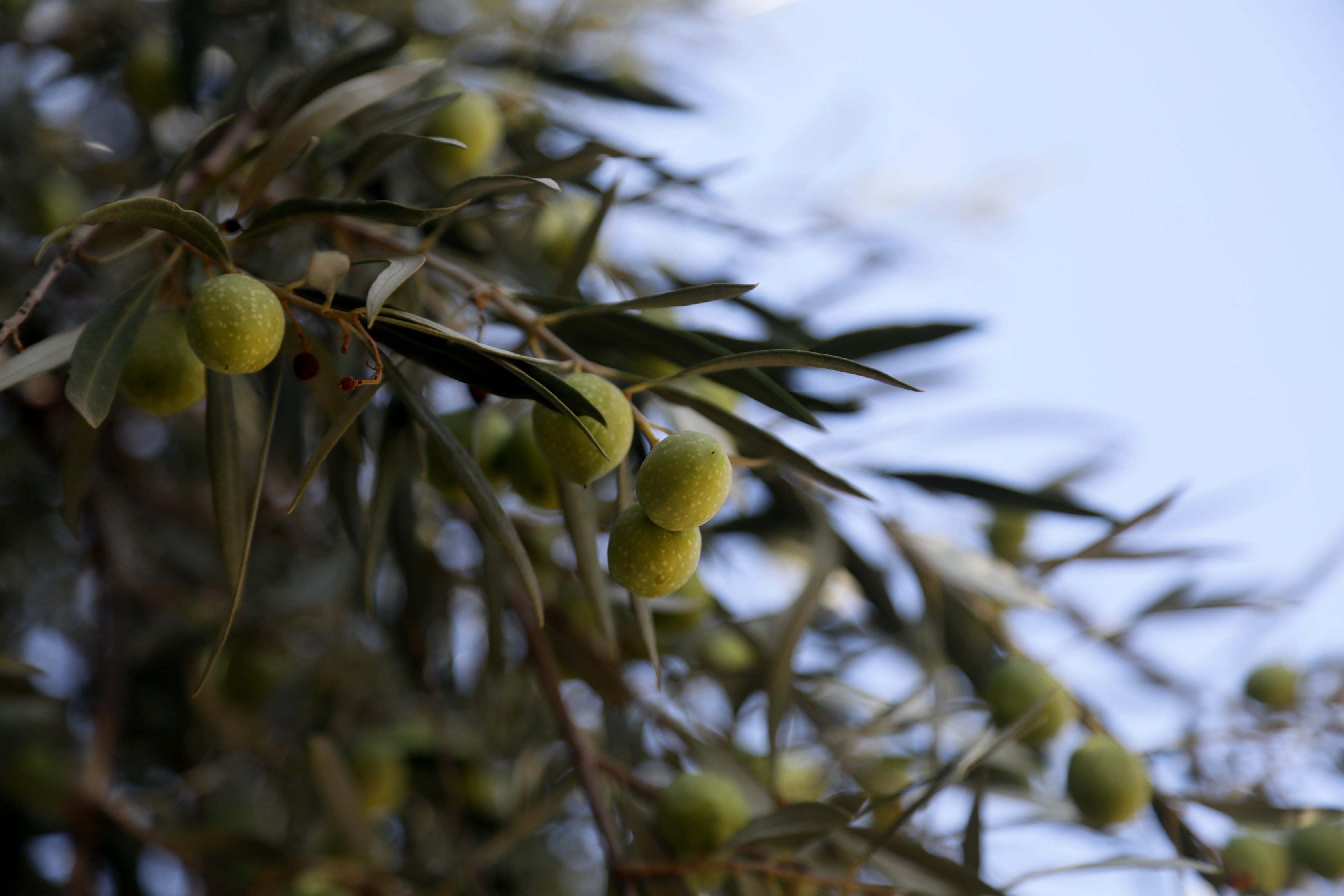 2 anıt zeytin ağacından 70 kilo rekolte beklentisi