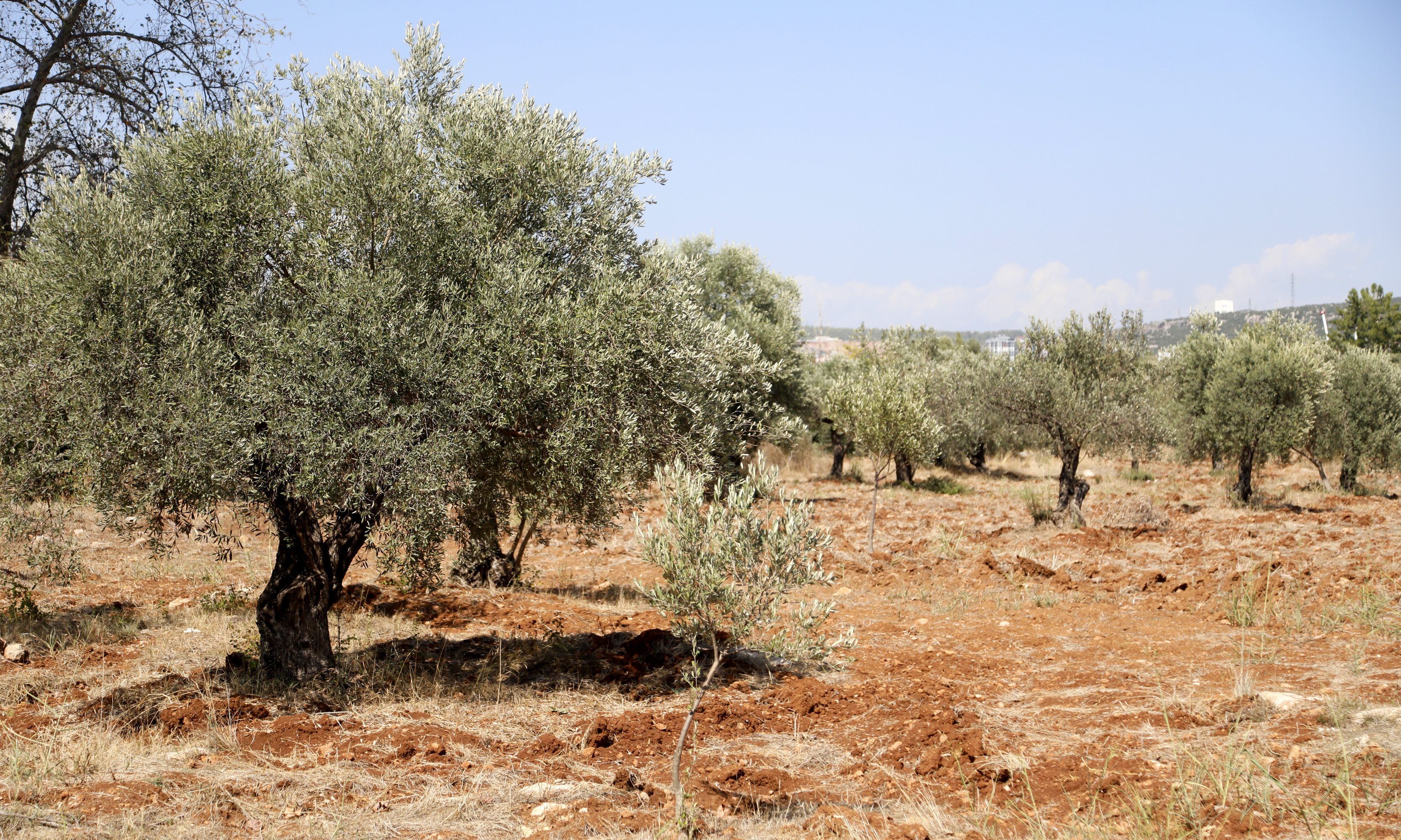 2 anıt zeytin ağacından 70 kilo rekolte beklentisi