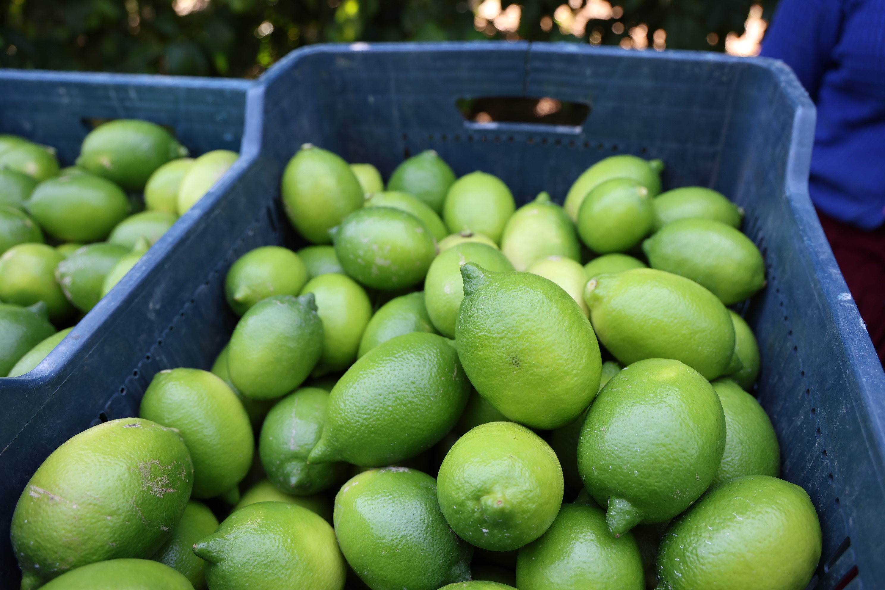Limon Hasadı Başladı: Semt Pazarlarında Fiyatlar Normale Döndü