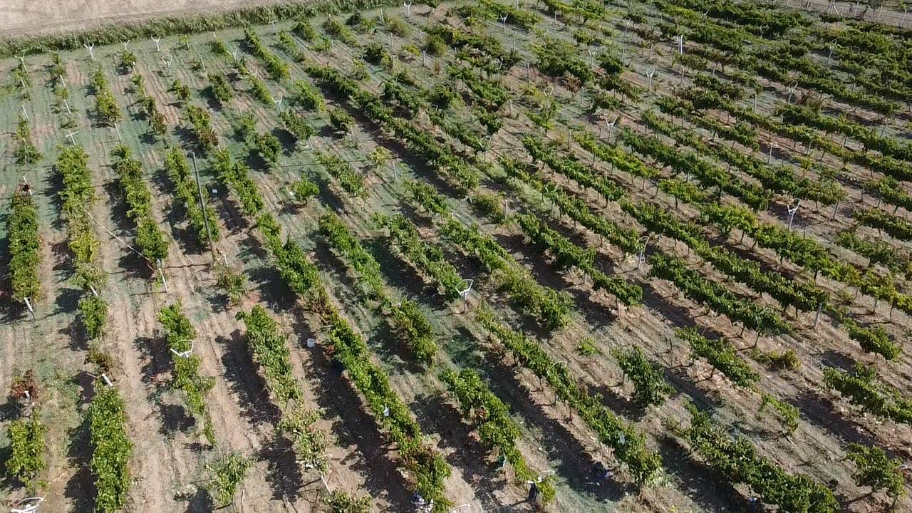 Isparta'da kurulan üzüm bağları köy yaşantısını canlandırdı