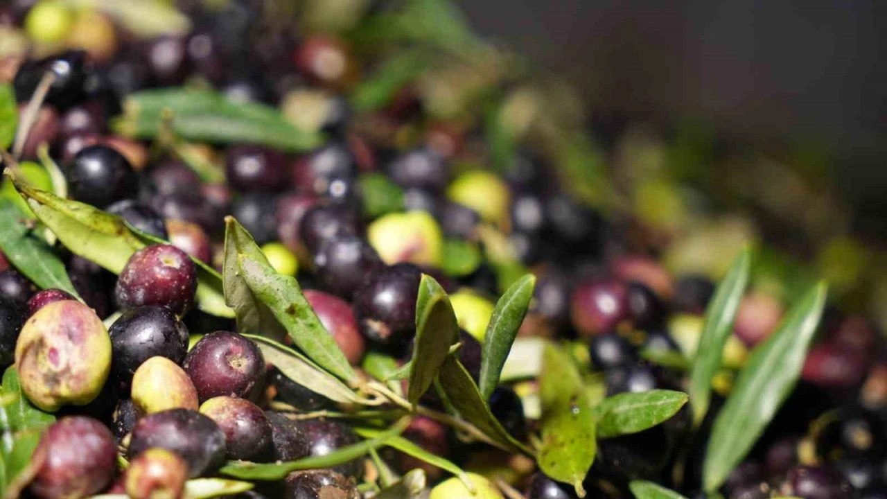 Antalya'da Zeytin Hasadı Başladı: Evde Siyah Zeytin Yapımı