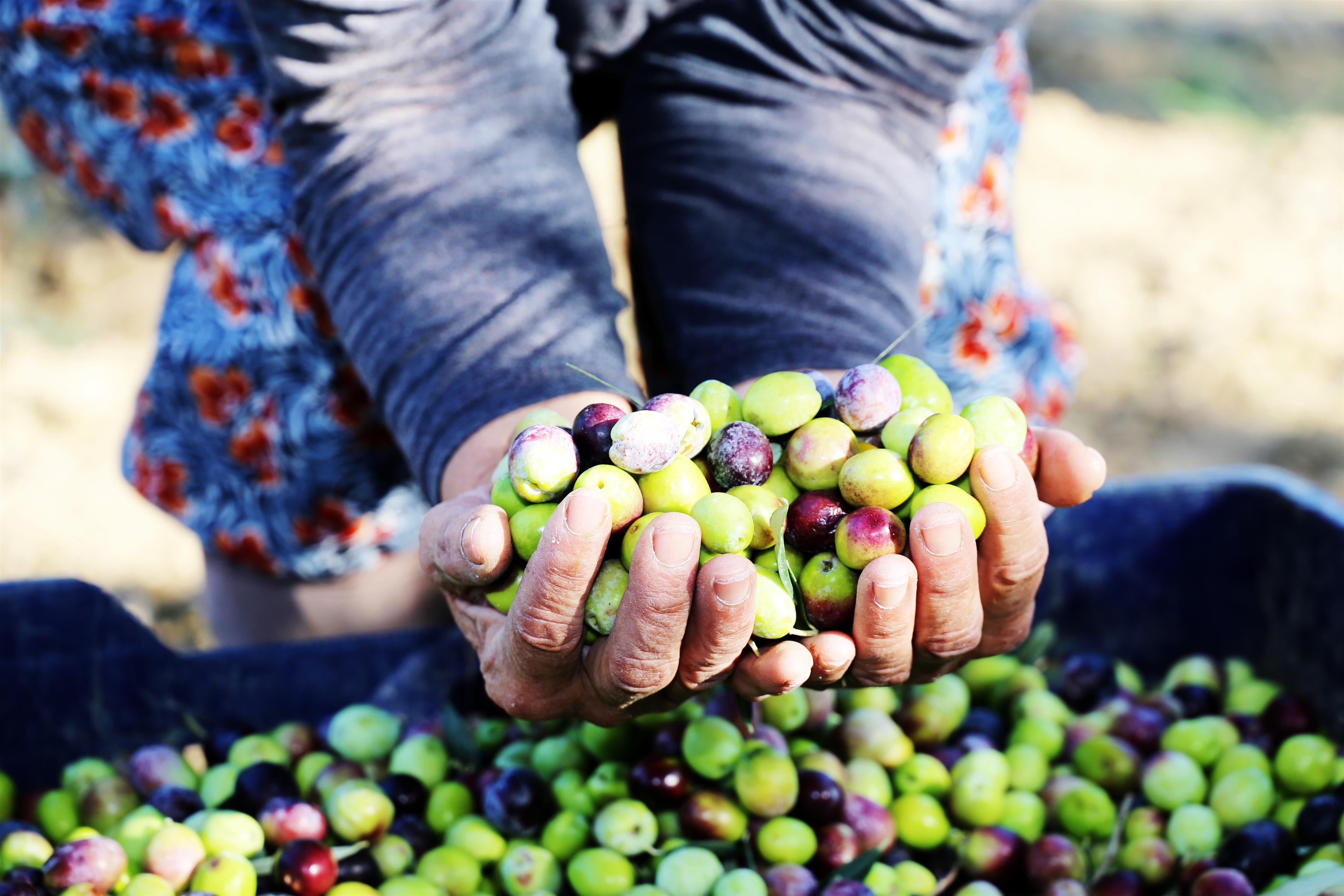 Antalya'da Zeytin Hasadı Başladı: Evde Siyah Zeytin Yapımı