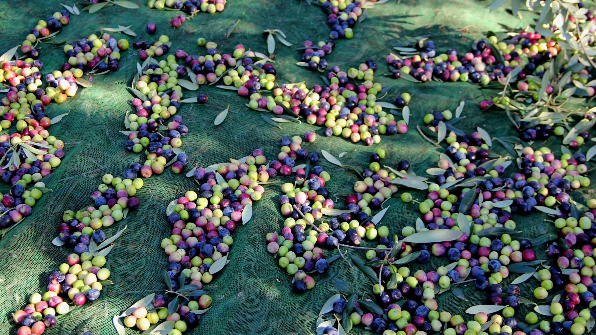 Zeytinpark’ta Zeytin Kurma Atölyesi Düzenleniyor