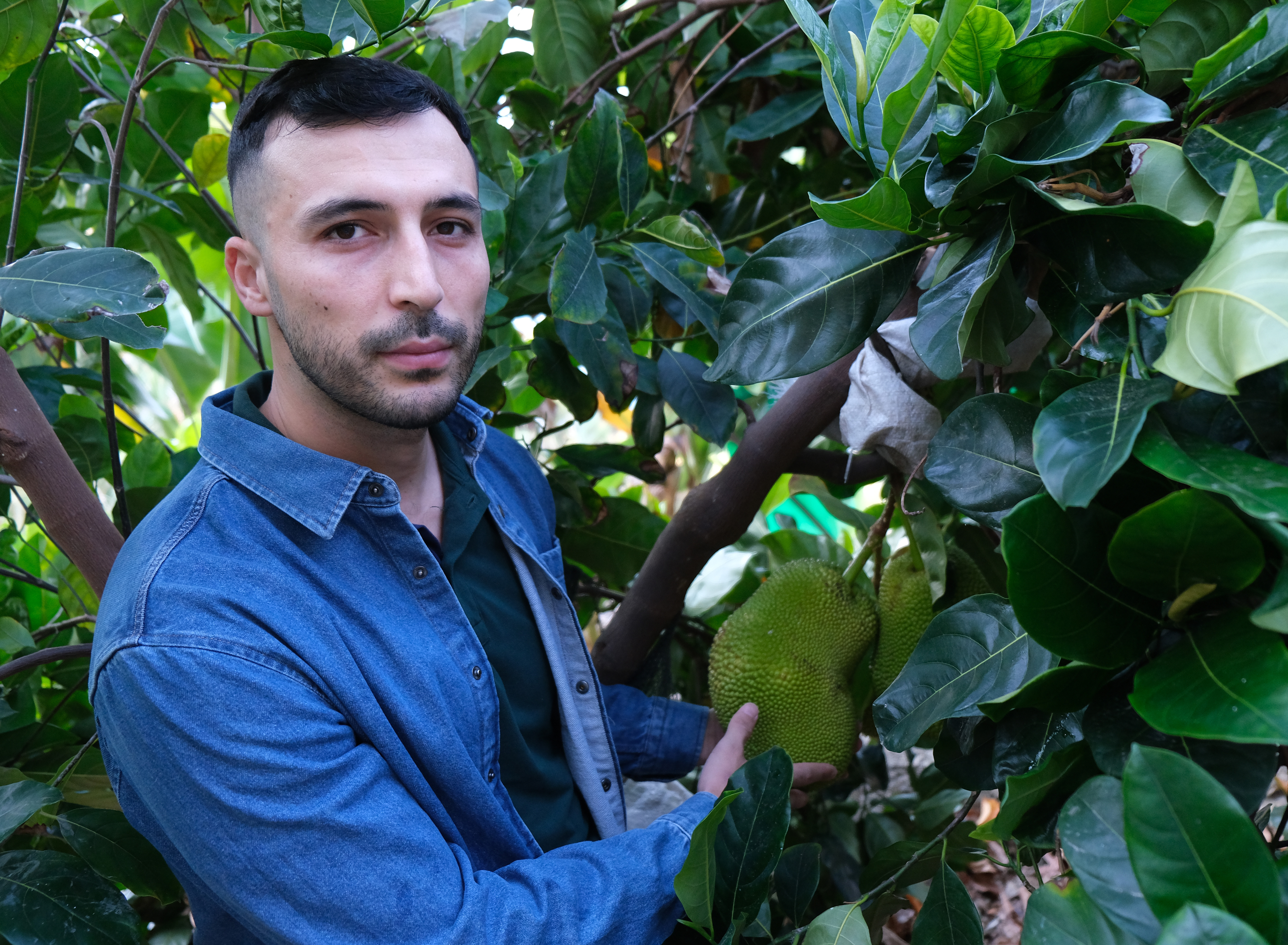 Vietnam'dan getirttiği jackfruit meyvesini Türkiye'de yetiştirmeyi başardı