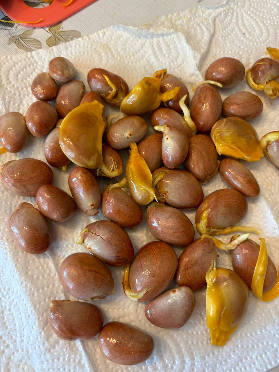 Vietnam'dan getirttiği jackfruit meyvesini Türkiye'de yetiştirmeyi başardı