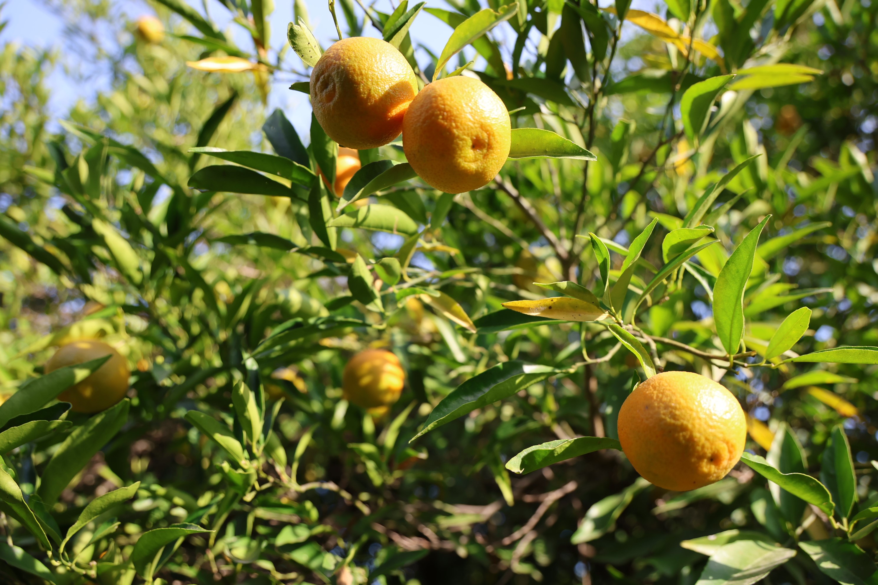 Şeker mandalina hasadı başladı