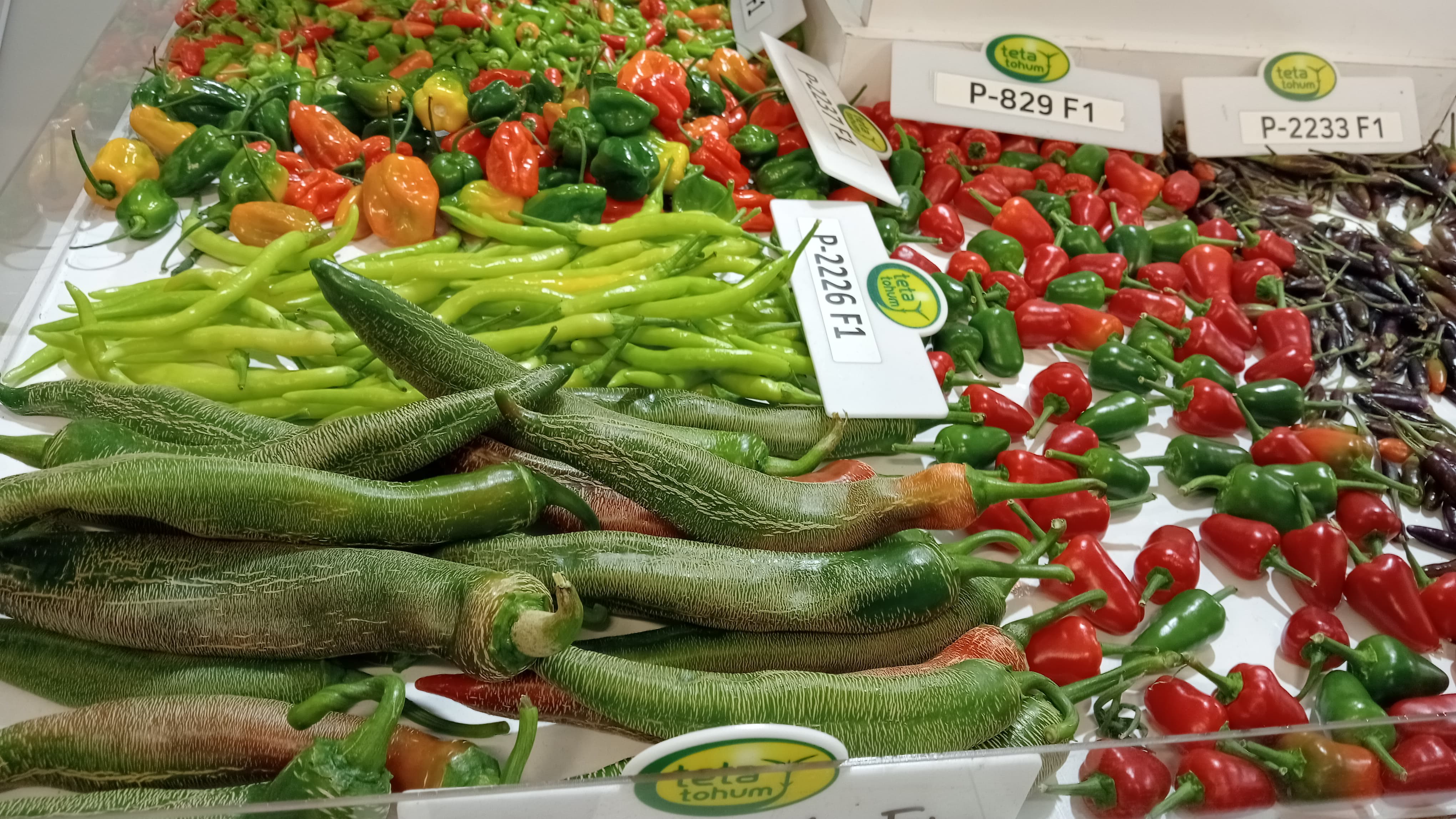 23. Growtech Antalya Tarım Fuarı Devam Ediyor