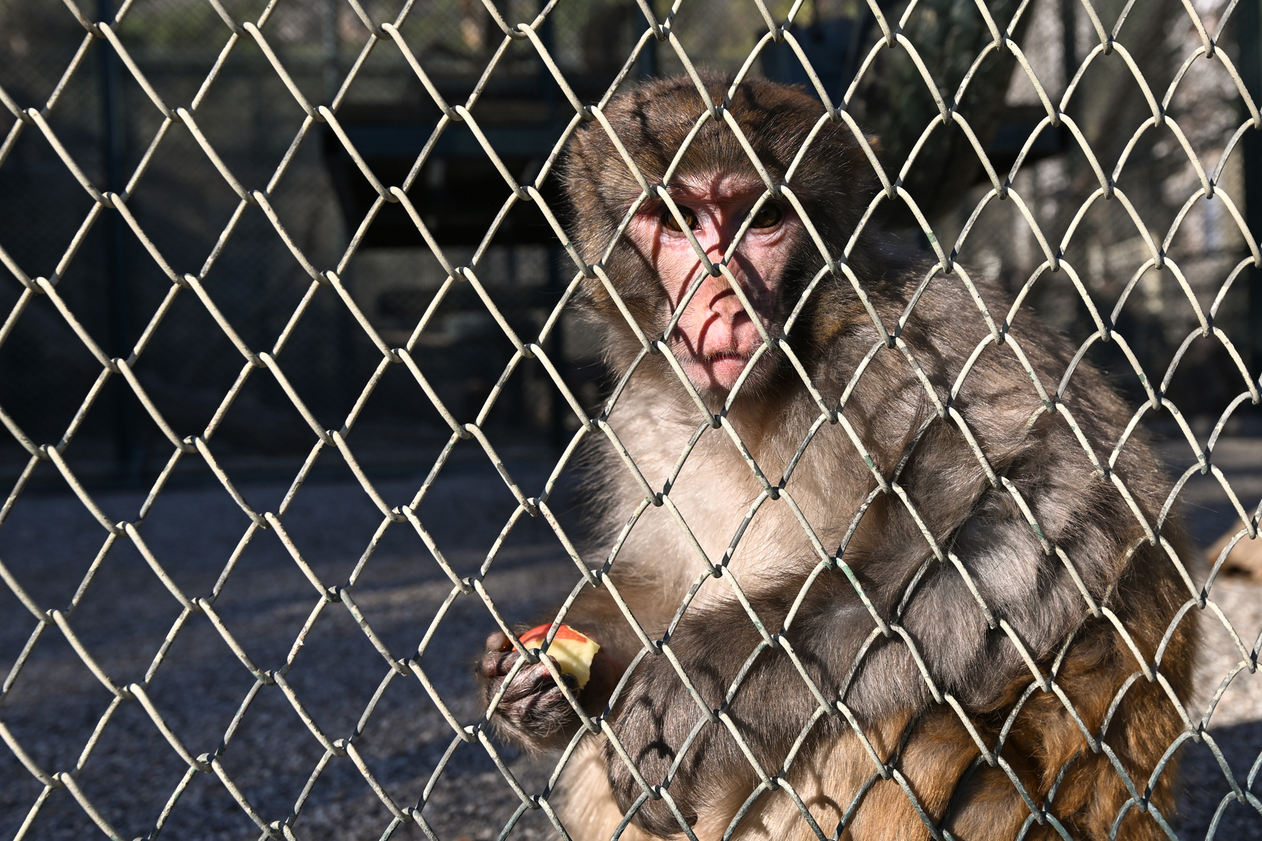 Antalya'da evde bulunan rhesus maymunu, yeni yuvasında ziyaretçiyle buluştu