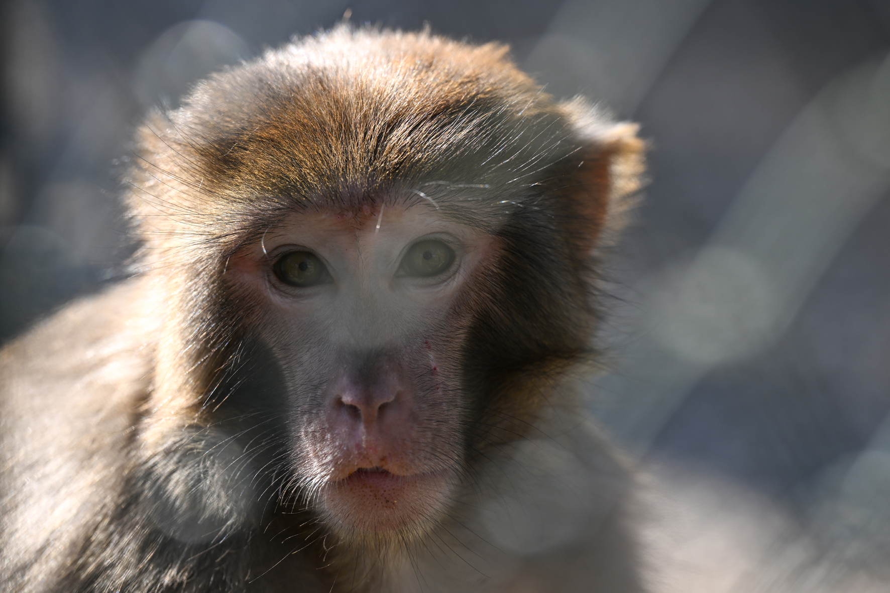 Antalya'da evde bulunan rhesus maymunu, yeni yuvasında ziyaretçiyle buluştu