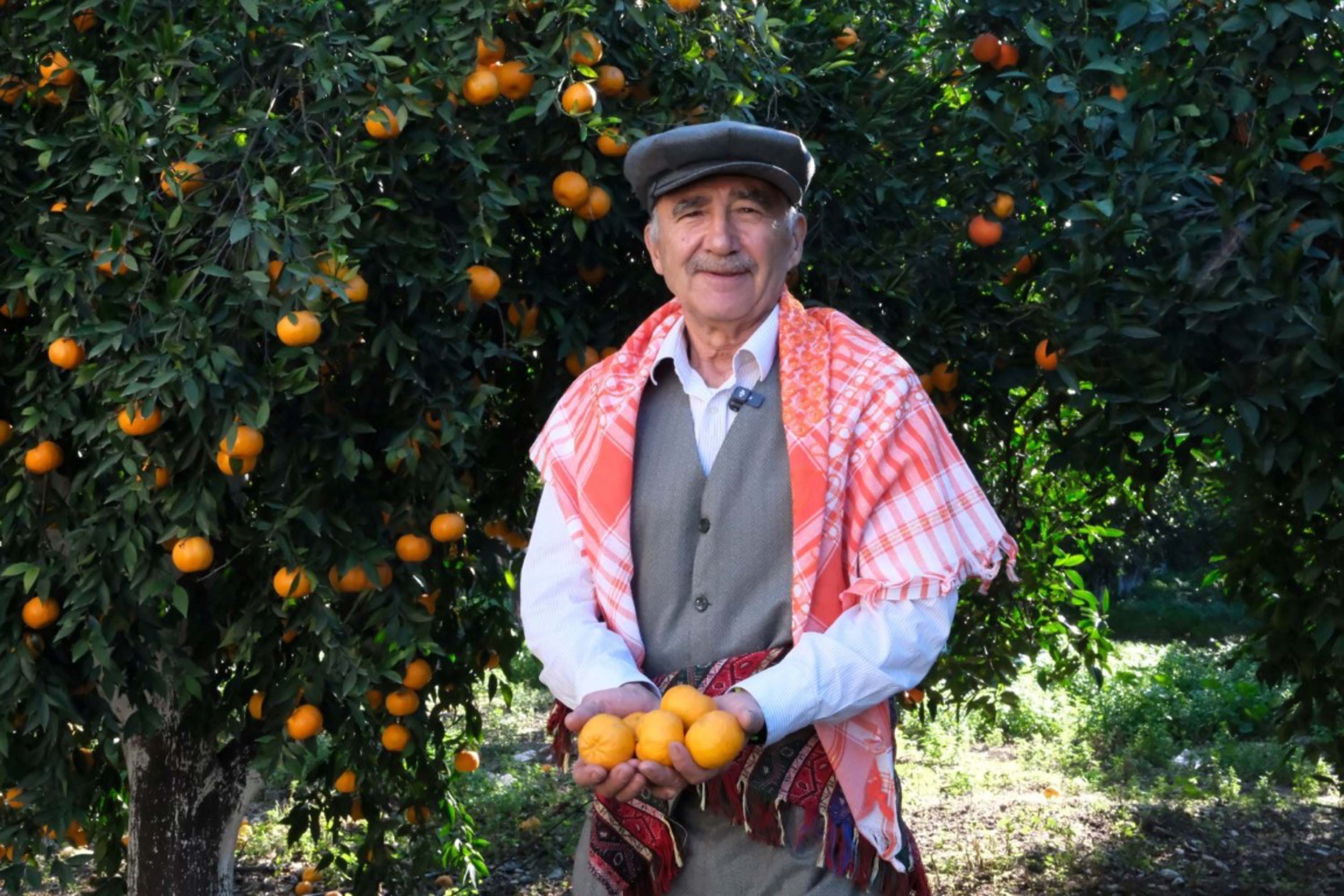 Başkan Mandalinci, Bodrum mandalinası hasadına katıldı