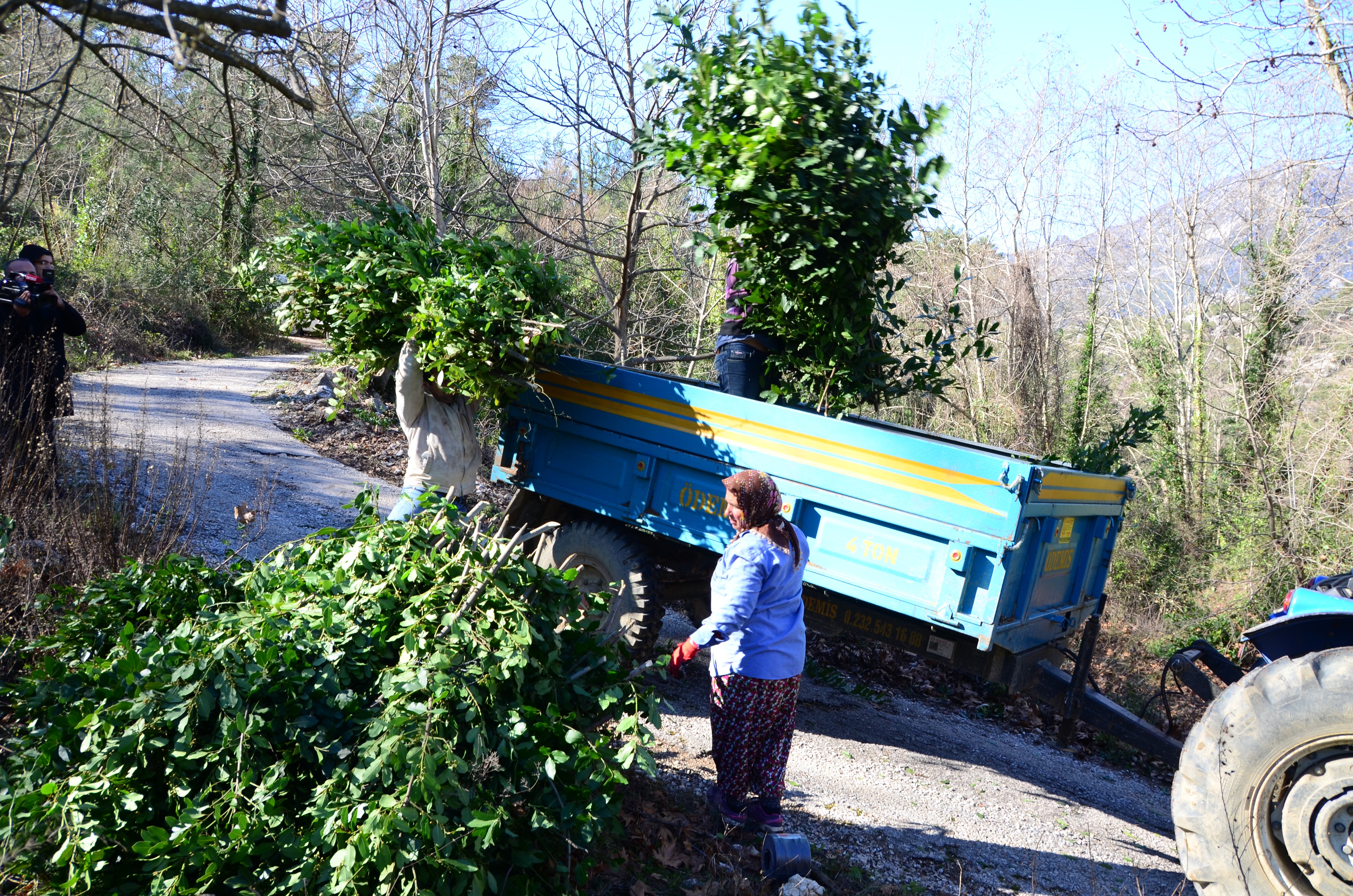 Antalya'dan Tüm Dünyaya İhraç Ediliyor: 300 Ton Defne Yaprağı Hasadı Yapıldı