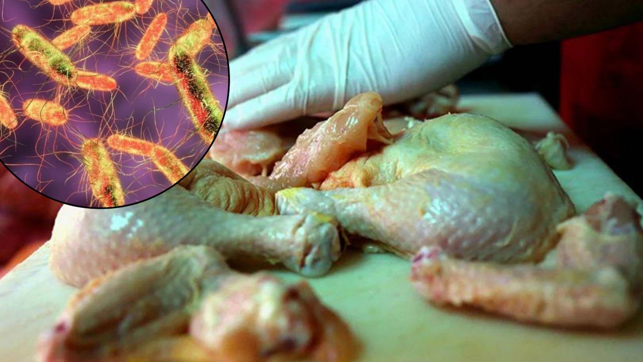 Salmonella Bakterisine Dikkat!
