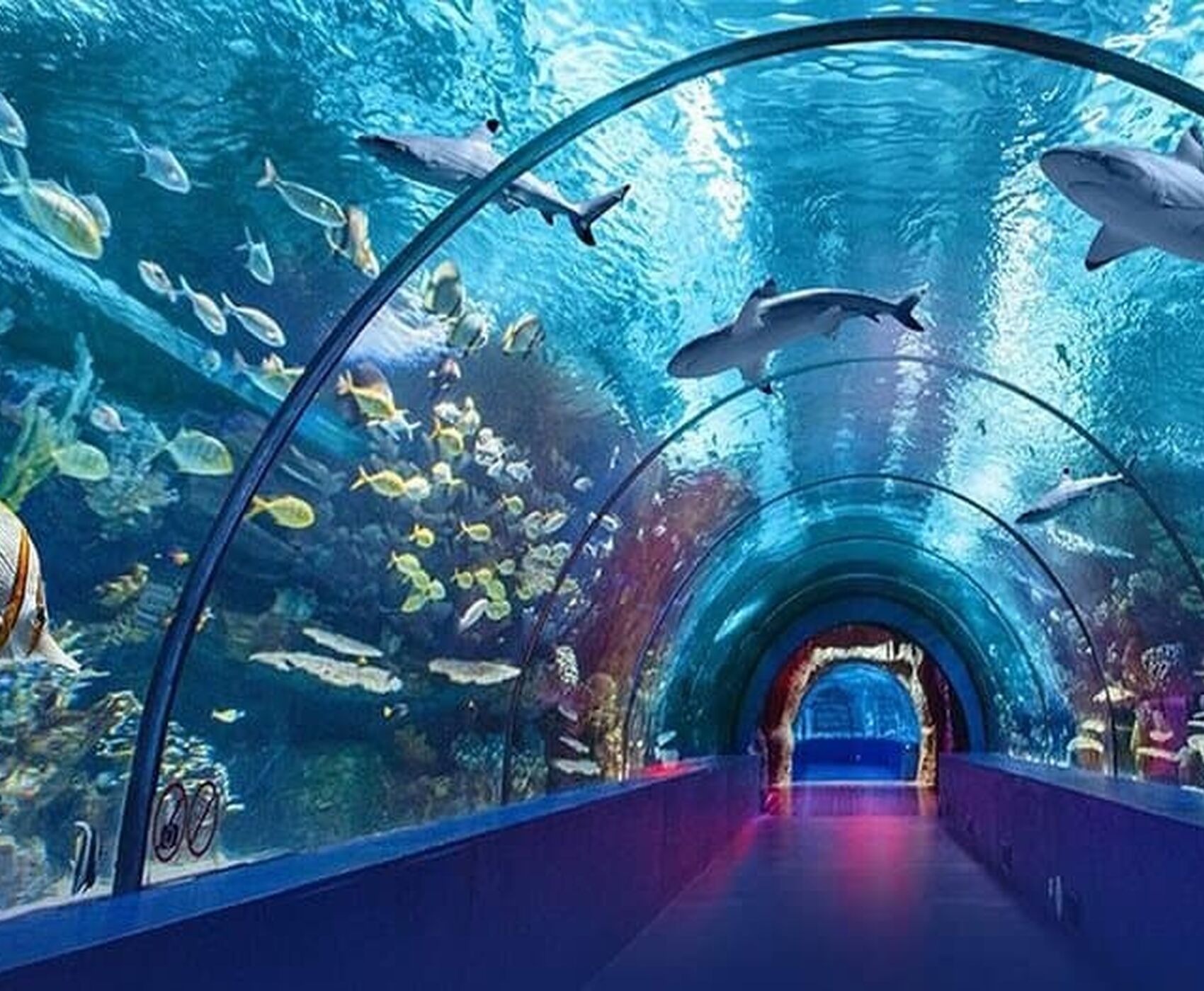 Antalya Akvaryum’dan Kadınlara Özel İndirim Kampanyası