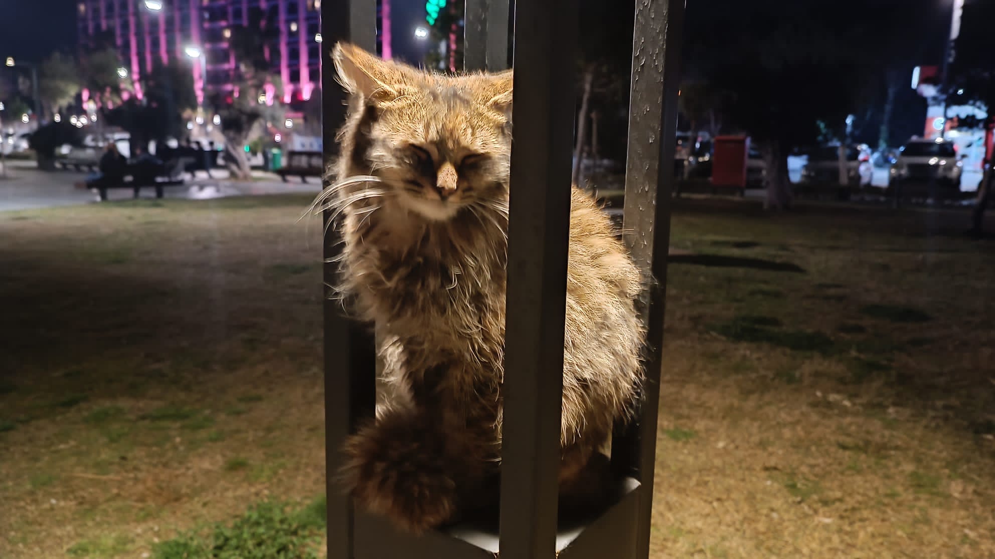 Sahilde Işıkların Altında Oturan Kedi Herkesin İlgi Odağı Oldu