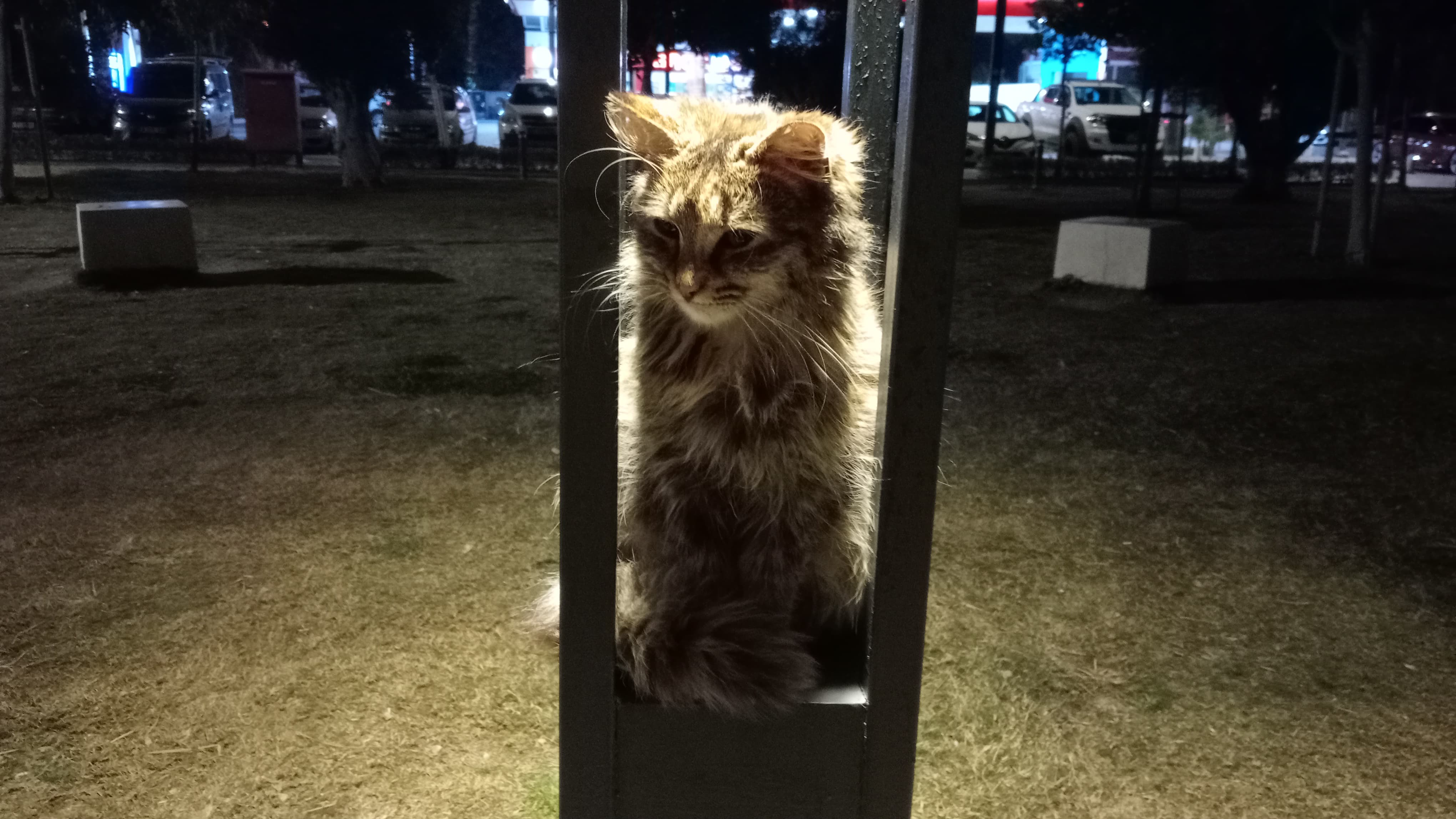 Sahilde Işıkların Altında Oturan Kedi Herkesin İlgi Odağı Oldu