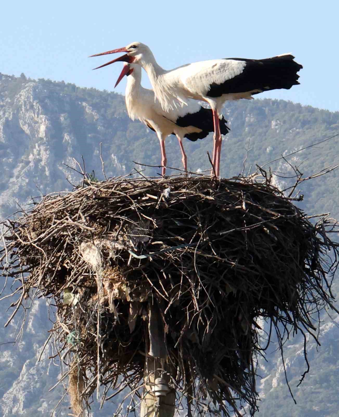 Ula'nın Leylek Köyü'nde Rekor! Mart Sonuna Kadar Yuvalar Dolacak