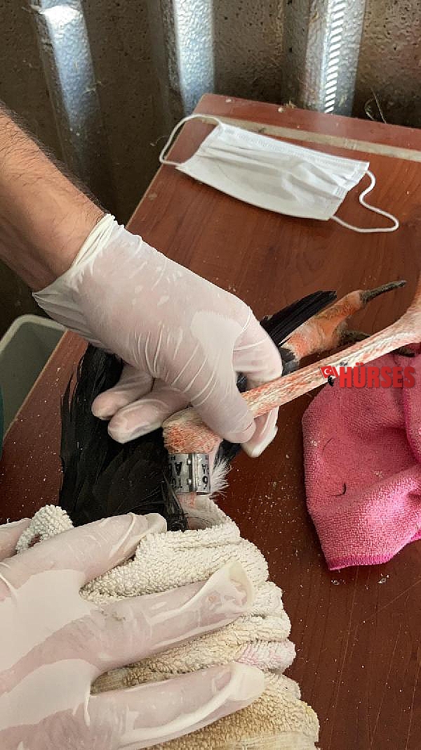 Afyonkarahisar'da tedavi edilen 14 kuş doğaya salındı