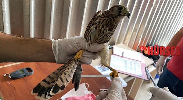 Afyonkarahisar'da tedavi edilen 14 kuş doğaya salındı