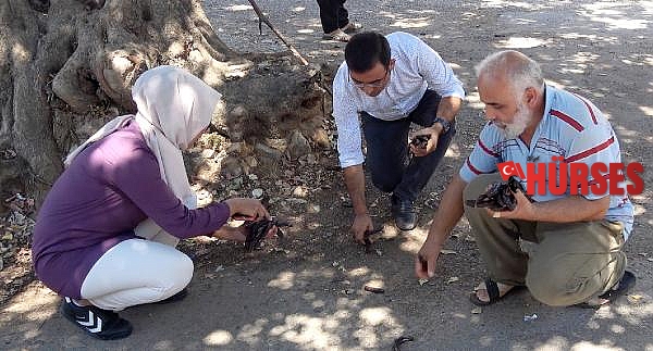 Alanyalı üretici keçiboynuzunda bahçeleşmeye yöneliyor