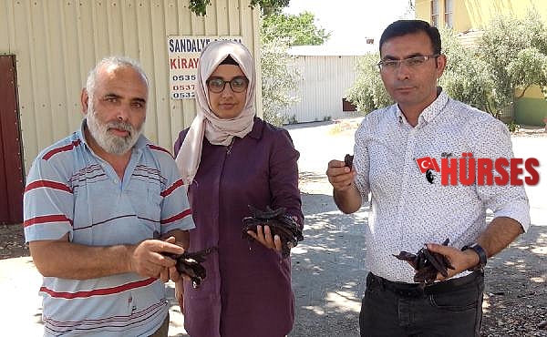 Alanyalı üretici keçiboynuzunda bahçeleşmeye yöneliyor
