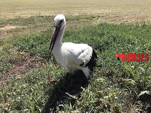 Bacakları kırık leylek tedaviye alındı  
