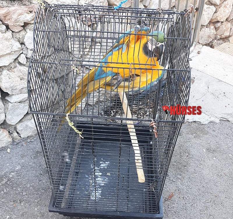 CITES belgesi olmayan papağanlar ve iguanaya el konuldu