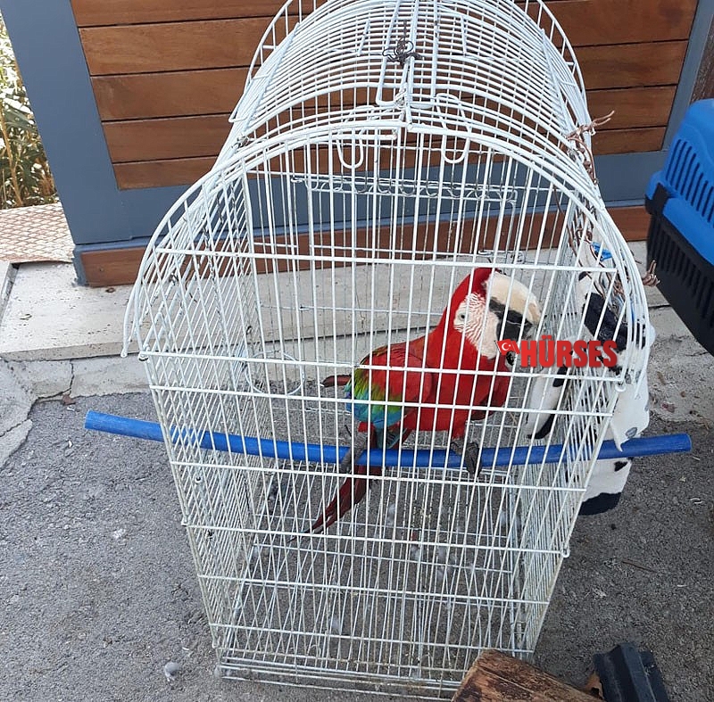 CITES belgesi olmayan papağanlar ve iguanaya el konuldu