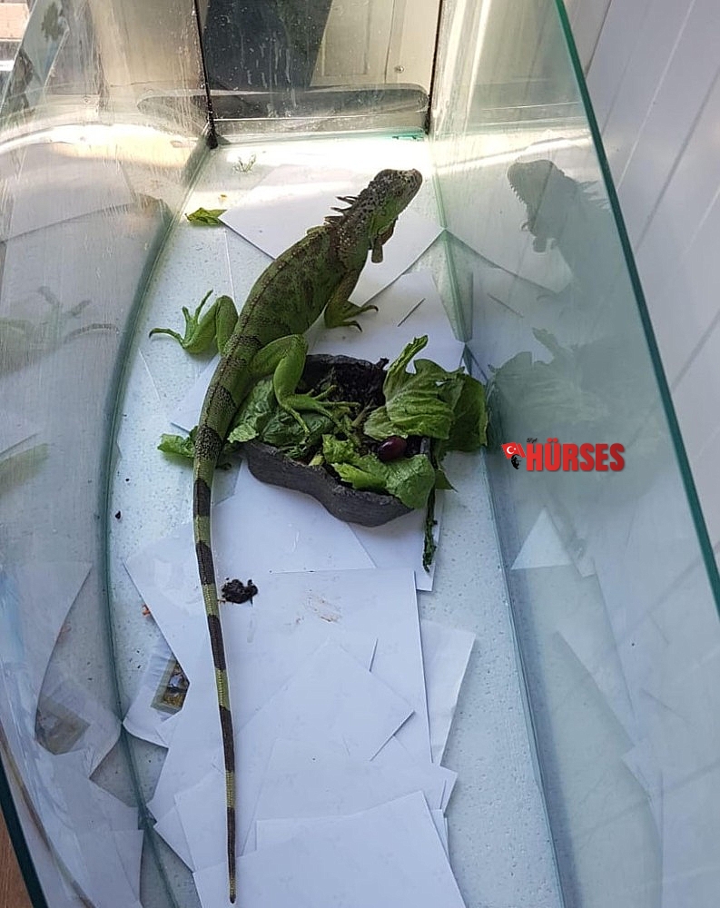 CITES belgesi olmayan papağanlar ve iguanaya el konuldu