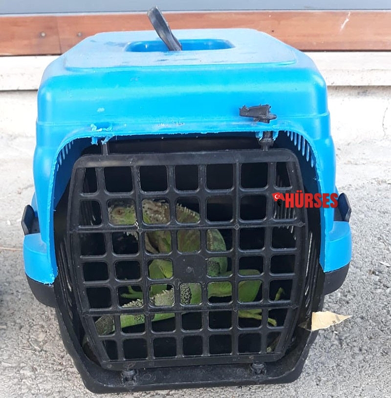 CITES belgesi olmayan papağanlar ve iguanaya el konuldu